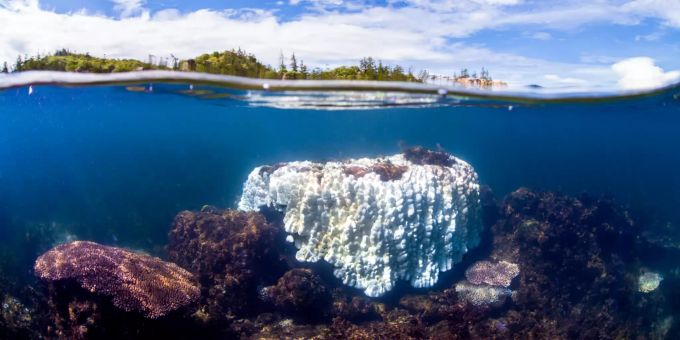 Über- und Unterwasseraufnahme einer etwa zwei Meter grossen gebleichten Porites-Koralle am Great Barrier Reef. Great Barrier Reef Korallenriff