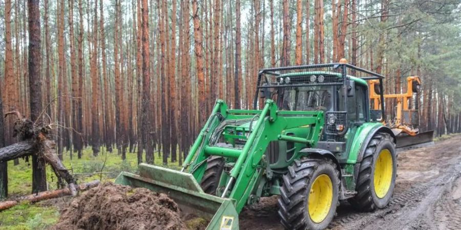 Ein Traktor vom Landesbetrieb Forst Brandenburg arbeitet an der Erschliessung eines Waldweges auf dem künftigen Gelände der Tesla-Gigafactory. Foto: Patrick Pleul/zb/dpa