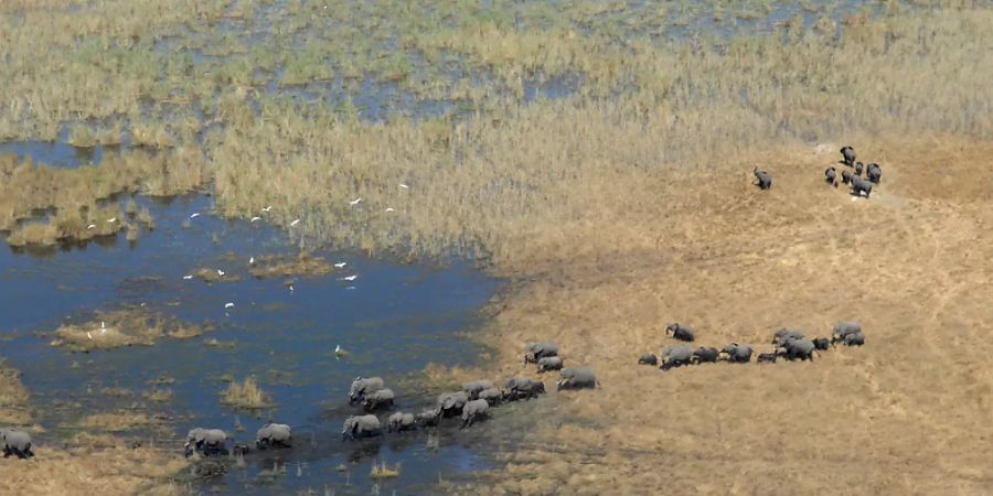 In Botswana  leben rund 135'000 Elefanten, das entspricht etwa einem Drittel aller afrikanischen Elefanten. Laut Staatschef Masisi gibt es in dem Land eine Überbevölkerung an Elefanten. Daher würden wieder Lizenzen für Trophäenjagden vergeben. (Archivbild)