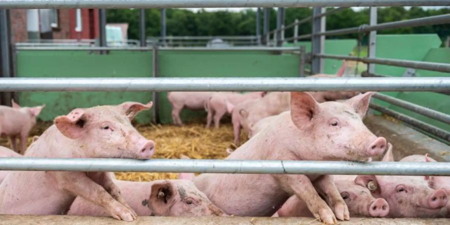 Das Eindringen der Afrikanischen Schweinepest nach Deutschland macht den niedersächsischen Schweinehaltern wirtschaftlich grosse Sorge. Foto: Mohssen Assanimoghaddam/dpa