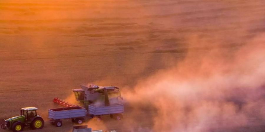 Mähdrescher ernten nach Sonnenuntergang ein Roggenfeld ab. Die deutschen Landwirte ziehen eine Bilanz der diesjährigen Ernte. Foto: Jens Büttner/dpa-Zentralbild/dpa