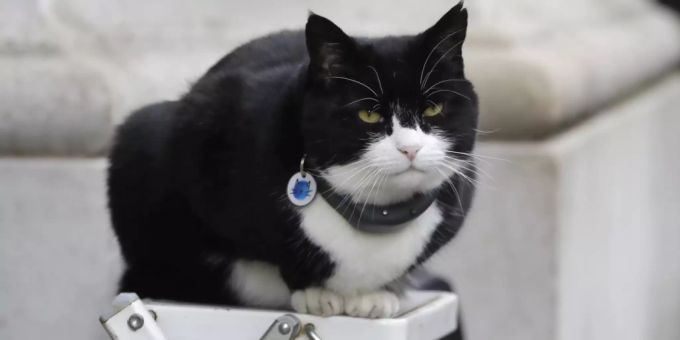 ARCHIV - Palmerston, die Katze des Aussenministeriums, sitzt auf einer Fotografenleiter. Palmerston geht nach nur vier Jahren in den Ruhestand. Foto: Kirsty Wigglesworth/AP/dpa ARCHIV - Palmerston, die Katze des Aussenministeriums, sitzt auf einer Fotografenleiter. Palmerston geht nach nur vier Jahren in den Ruhestand. Foto: Kirsty Wigglesworth/AP/dpa