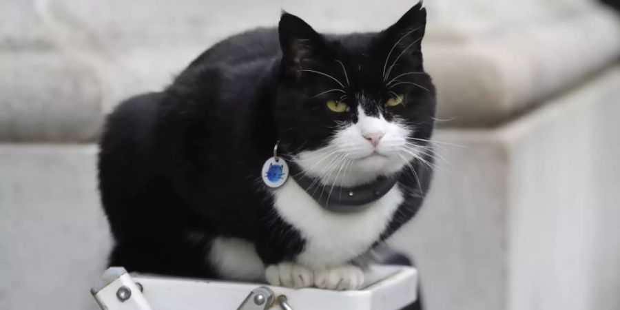 ARCHIV - Palmerston, die Katze des Aussenministeriums, sitzt auf einer Fotografenleiter. Palmerston geht nach nur vier Jahren in den Ruhestand. Foto: Kirsty Wigglesworth/AP/dpa