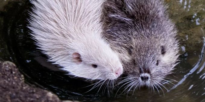 Nutrias sind niedlich (hier Geschwister mit einem seltenen Albino-Exemplar). Freilich wurde das südamerikanische Tier in Europa eingeschleppt und verhält sich destruktiv. Seit 2015 soll seine Ausbreitung minimiert werden. Doch dank dem Klimawandel ist es den Nagern hier immer wohler. (Archivbild) nutria