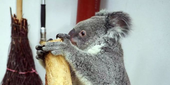Das drei Jahre alte Koala-Weibchen Mandie auf der Waage. Foto: ---/Zoo Leipzig/dpa Das drei Jahre alte Koala-Weibchen Mandie auf der Waage. Foto: ---/Zoo Leipzig/dpa