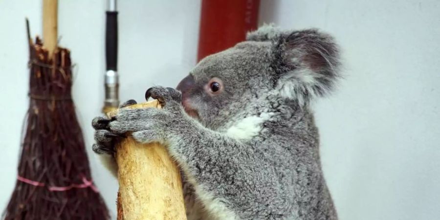 Das drei Jahre alte Koala-Weibchen Mandie auf der Waage. Foto: ---/Zoo Leipzig/dpa