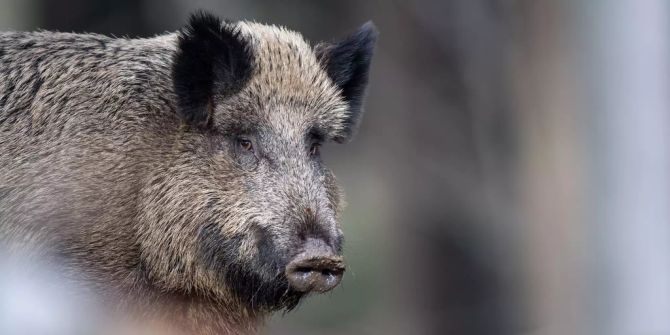 Wildschwein Schweinepest