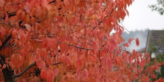 Gemeinde - Farben bezaubern den Herbst