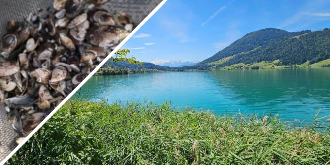 Schutzmassnahmen helfen, die Ausbreitung der Quaggamuschel zu verhindern.
