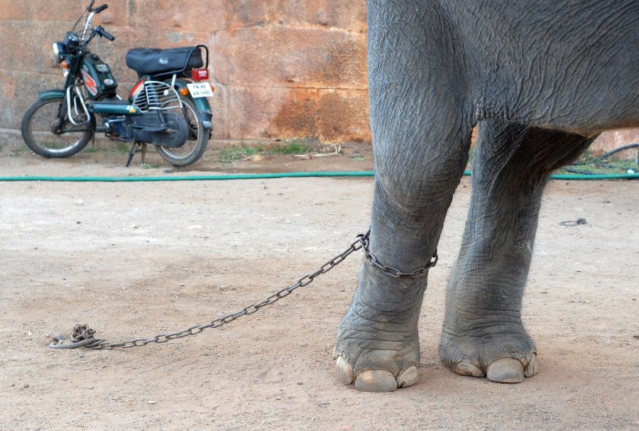 Tierschützer befürworten den Einsatz der Roboter-Elefanten.