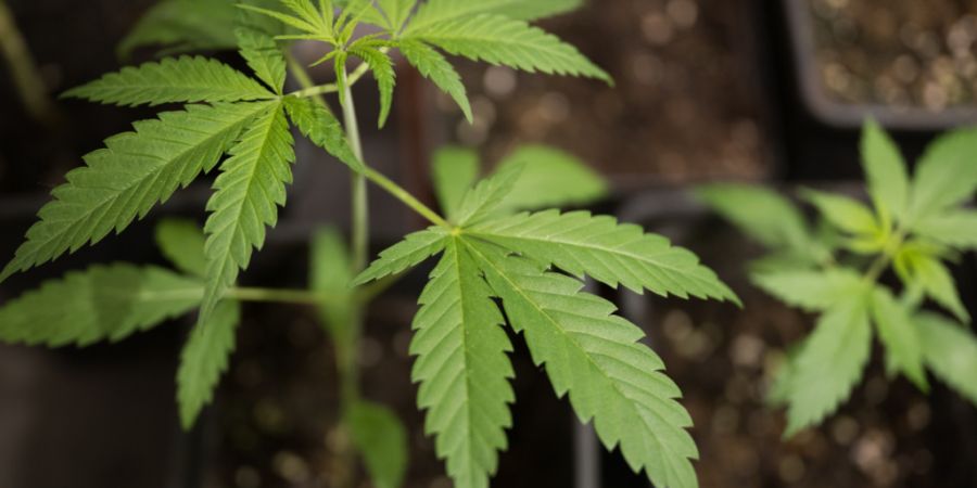 In St. Gallen startet eine breit angelegte Studie zum Cannabis-Konsum. Gesucht werden rund 5000 Teilnehmende. (Archivbild)
