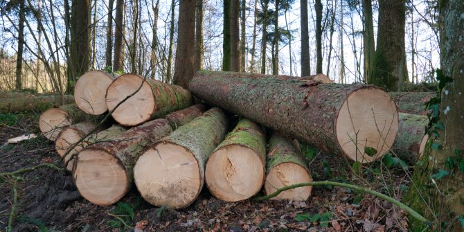 Holzschlag Baum Wald Massnahmen