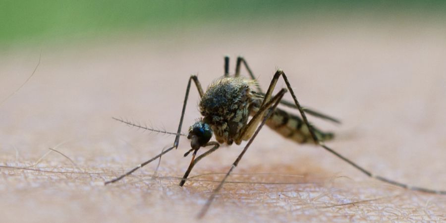 Das West-Nil-Virus wird laut dem Robert Koch-Institut hauptsächlich von Stechmücken zwischen wildlebenden Vögeln übertragen. Die Mücken könnten aber auch Menschen infizieren. (Arc...