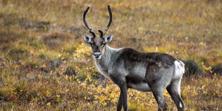 Der Fund von mehr als einem Dutzend toter Rentiere auf Spitzbergen gibt Forschern Rätsel auf. (Archivbild)