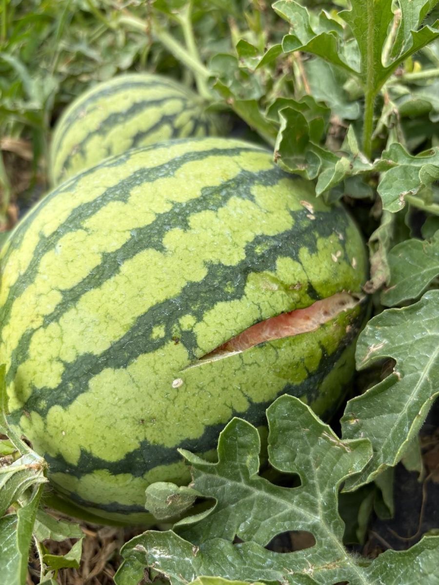 Wassermelonen