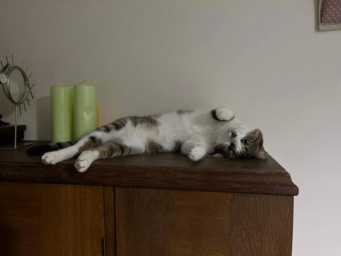 Katzen reisen meist ungern und bleiben lieber in ihrer vertrauten Umgebung. tierschutz