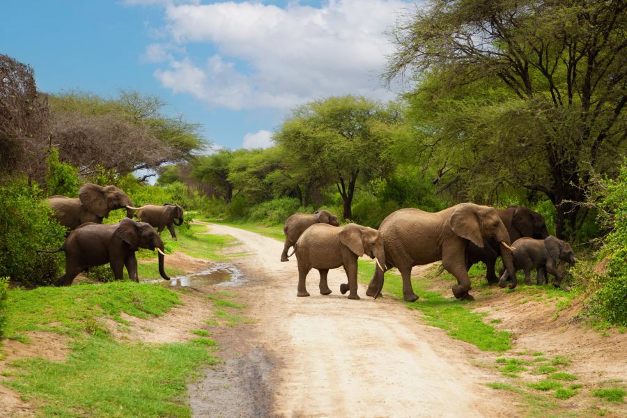 Elefanten in Südafrika.