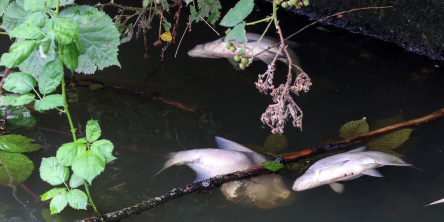 Im Rathvel-Bach in der Gemeinde Châtel-St-Denis starben zahlreiche Fische. (Symbolbild)