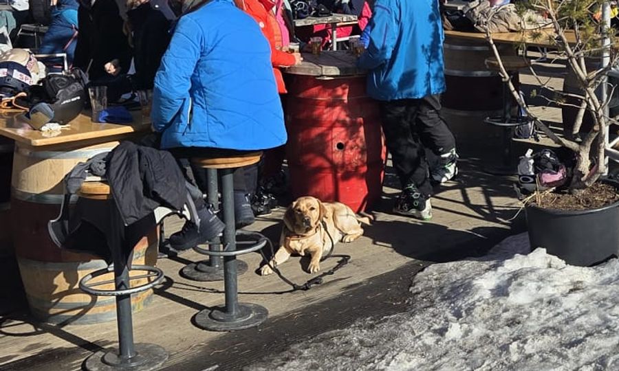 Nur weil sich ein Hund im Après-Ski stillhält, heisst dies nicht, dass er sich wohl fühlt.