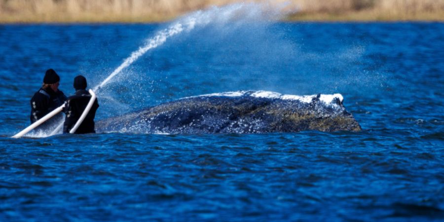 Helfer sind direkt am Buckelwal vor der deutschen Insel Poel im Einsatz. Foto: Jens Büttner/dpa