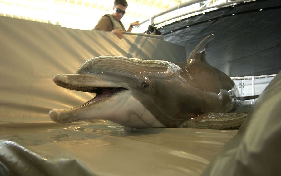 Der Iran könnte die Meeressäuger für sogenannte Kamikaze-Angriffen. Dabei werden die Tiere mit Sprengstoffladungen ausgestattet, die sie an Schiffen anbringen sollen.