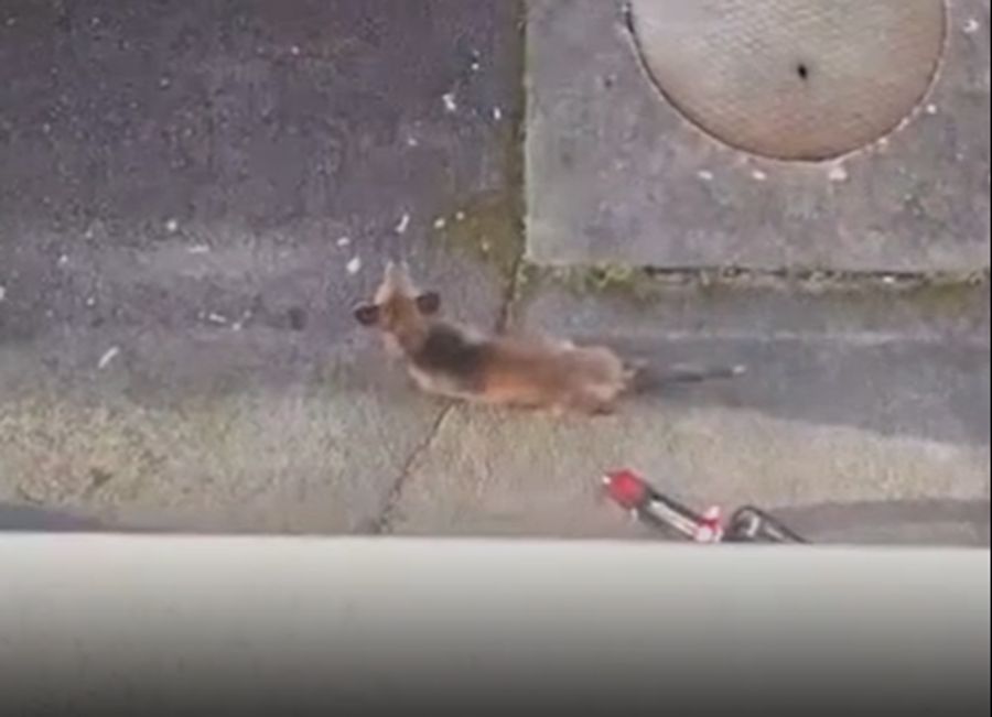 fuchs