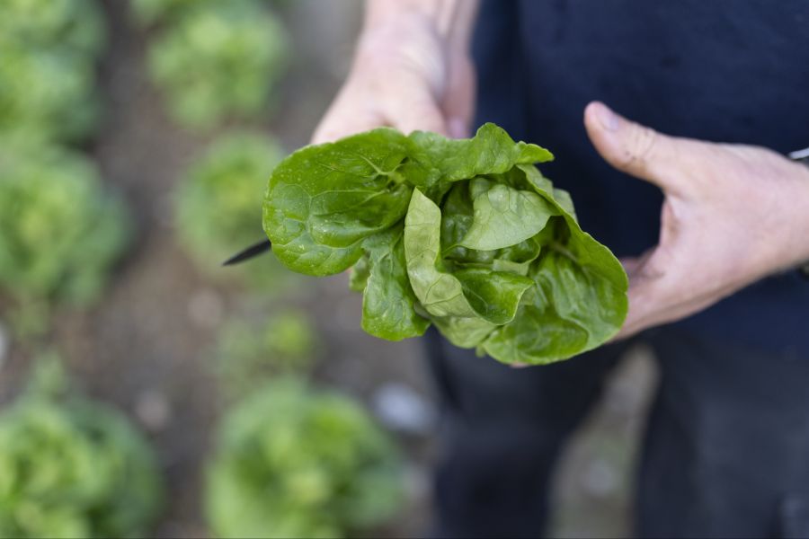 niederbipp pestizide