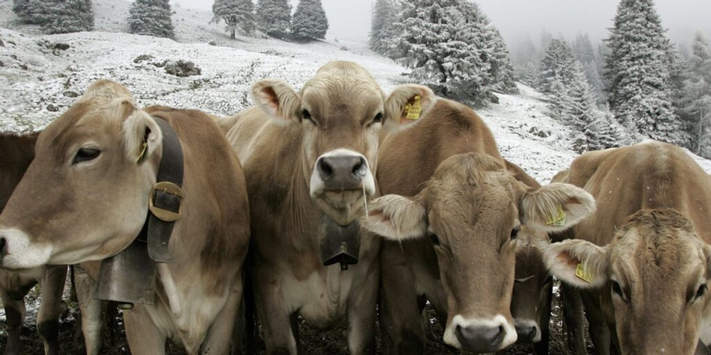 Zu viel Milch: Schweizer Bauern schlachten ihre Kühe früher | Nau.ch