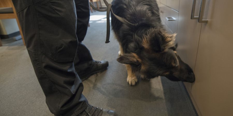 Beim Bahnhof Zofingen spürte ein Polizeidiensthund einen Tatverdächtigen auf. (Archivbild aus dem Kanton Luzern)