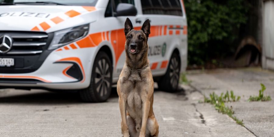 Diensthund Ueli spürte einen Einbrecher auf, der sich im Gebäude versteckte.