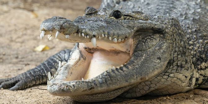 Tiergarten Schönbrunn