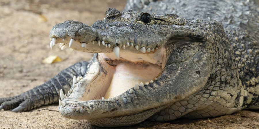 Tiergarten Schönbrunn