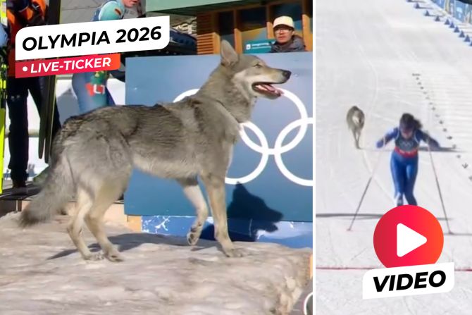 Olympia 2026 Hund Langlauf