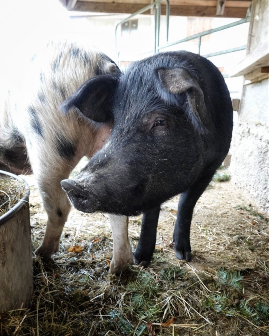 Schwein Willibald hatte einen Mineralstoffmangel.