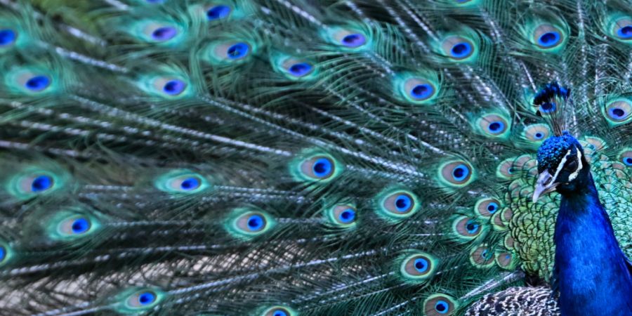 Zwei Pfauen aus dem Tierpark Lange Erlen lösten bei einem mehrtägigen Ausflug in Basel unzählige Anrufe von besorgten Bürgerinnen und Bürgern an die Polizei aus. (Archivbild)