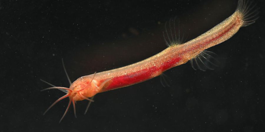 Ein Forscher des Naturhistorischen Museum Bern (NMBE) hat die Fischart «Gitchak nakana» zusammen mit einem internationalen Team entdeckt.
