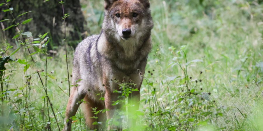 Schafhalter sollten ihre Tiere schützen. Im Grenzgebiet der Kantone Zürich und Zug streift ein Wolf umher. (Archivbild)