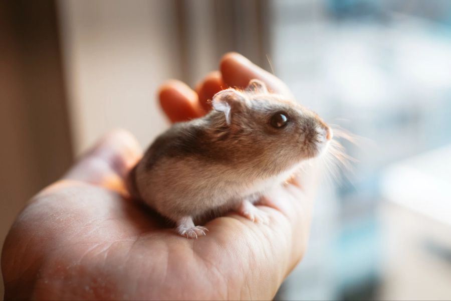 Hamster