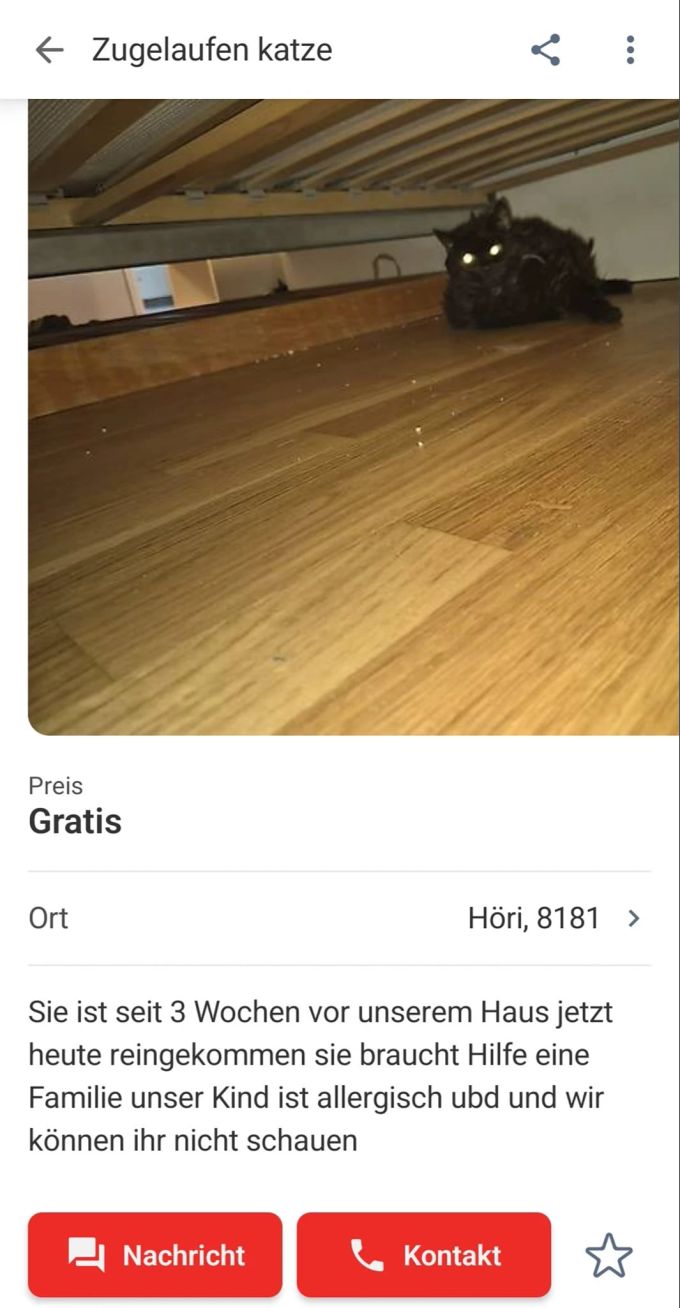 Katze