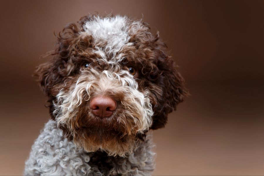 Lagotto Romagnolo