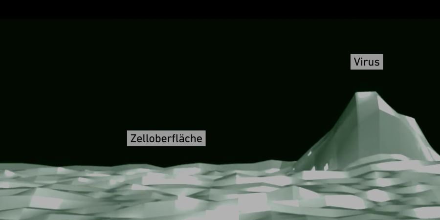 Das Virus bewegt sich gezielt über die Zelloberfläche, heftet sich kurz an verschiedene Strukturen und «surft» regelrecht entlang der Membran.