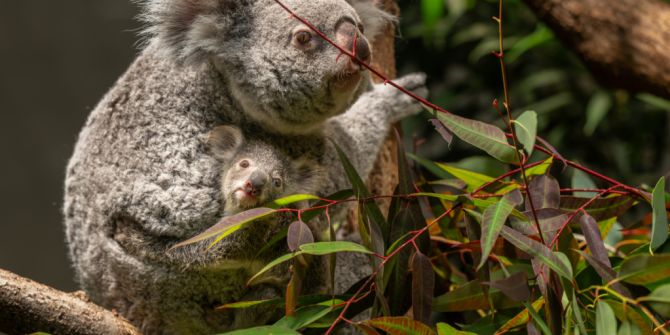 Koala Zoo Zürich