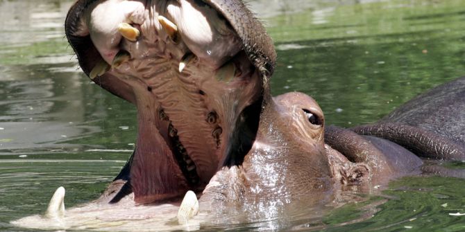 Flusspferd