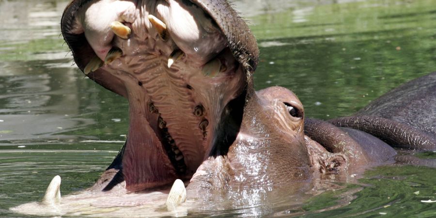 Flusspferd