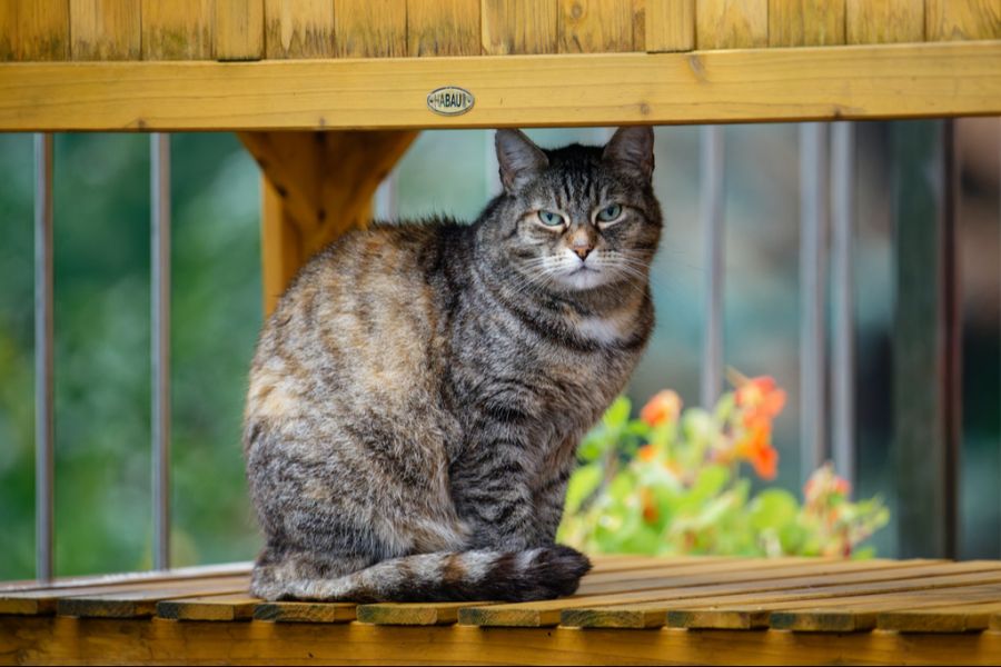 Eine bahnbrechende Behandlungsmethode für Katzen mit Kopf- und Halskrebs könnte zukünftig auch Menschenleben retten. (Symbolbild)