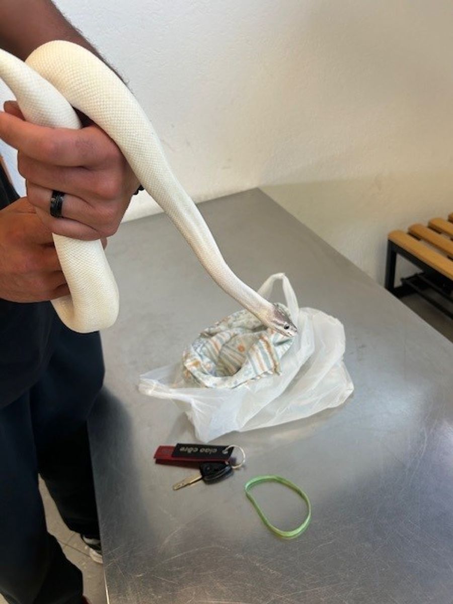 Seit 2018 wurden allein an der Tessiner Grenze zwei Boas und eine Python-Schlange beschlagnahmt.