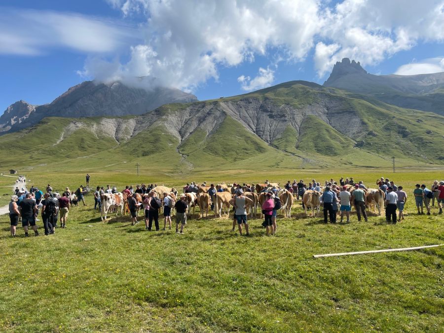 Engstligenalp
