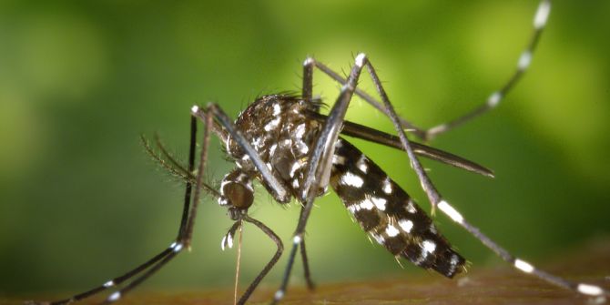 chikungunya