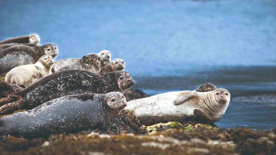 Robben Ufer Algen Herde