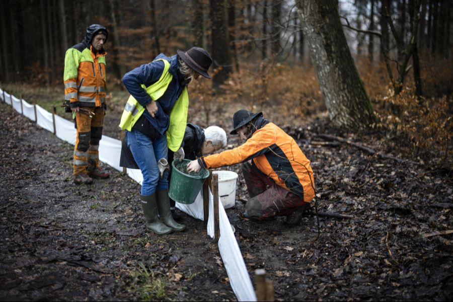 Salome Spycher (Mitte), Rangerin der Stadt Winterthur, sammelt mit Freiwilligen an einer Strassenböschung Grasfrösche, Erdkröten und Bergmolche, während der jährlichen Amphibienwanderung im März 2023.